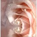 Декоративное панно VIP Кремовая роза 196х201 (6 листов)   — купить в Клинцах: цена за штуку, характеристики, фото