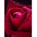 Купить Декоративное панно Бархатная роза 134х98 (2 листа) в Клинцах в Интернет-магазине Remont Doma