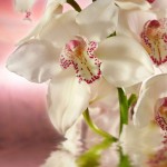 <span class='first-world'>Декоративное</span> панно Розовая орхидея 196х201 (6 листов)