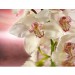 Купить Декоративное панно Розовая орхидея 196х201 (6 листов) в Клинцах в Интернет-магазине Remont Doma