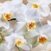 Декоративное панно Белая орхидея 196х134 (4 листа)- купить, цена и фото в интернет-магазине Remont Doma