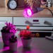 Купить Лампа светодиодная для растений. Форма "A", прозрачная. LED-A60-15W/SPSB/E27/CL PLP30GR  в Клинцах в Интернет-магазине Remont Doma