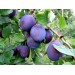 Купить Минеральное удобрение Для плодовых деревьев и ягодных культур (0,9кг) в Клинцах в Интернет-магазине Remont Doma