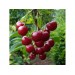 Минеральное удобрение Для плодовых деревьев и ягодных культур (0,9кг): цены, описания, отзывы в Клинцах