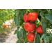 Минеральное удобрение Для томатов, перцев и баклажанов (0,9кг)  - купить по низкой цене | Remont Doma
