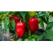 Купить Минеральное удобрение Для томатов, перцев и баклажанов (0,9кг)  в Клинцах в Интернет-магазине Remont Doma