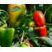 Агровита для томатов,перцев и баклажанов 100г купить в Клинцах