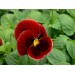 Купить Удобрение Агровита для цветов Универсальное 100г в Клинцах в Интернет-магазине Remont Doma
